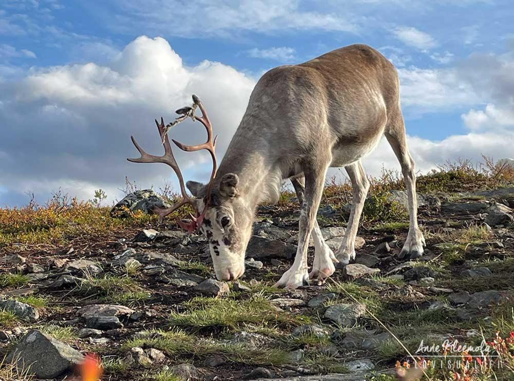 Milis Chalet Ylläsjärvi Exteriör bild